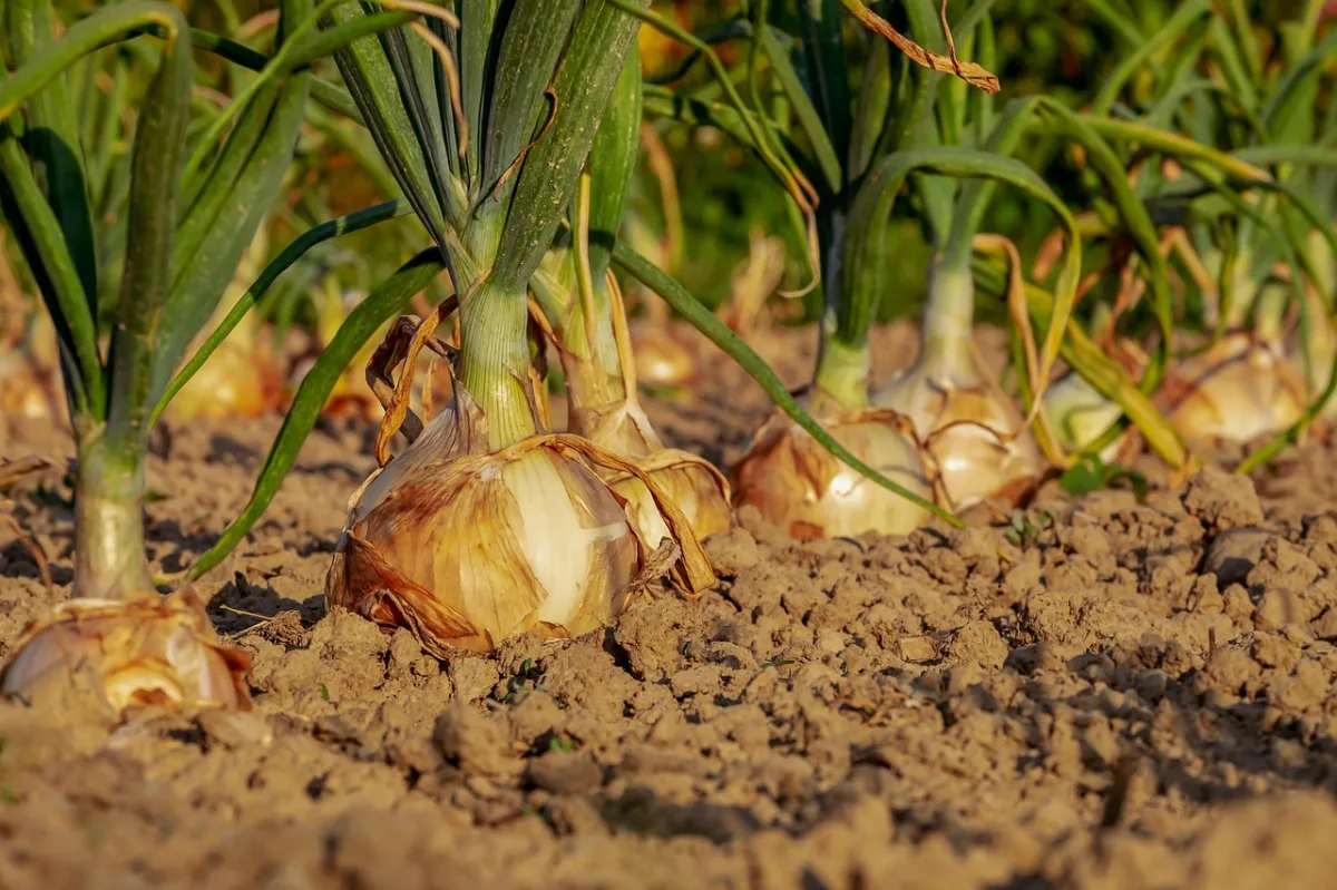 Gobierno asigna 12 millones a agricultores granadinos - Diario Costa Tropical