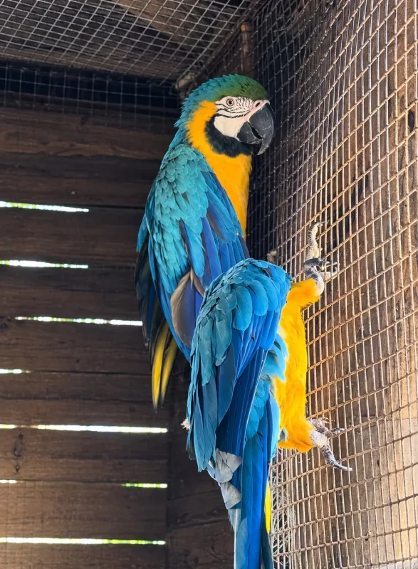 Dos guacamayos viajan mil kilómetros para encontrar un nuevo hogar - Diario Costa Tropical