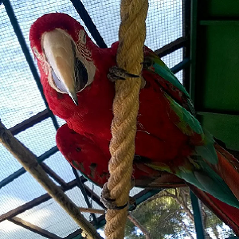 Parque Ornitológico Loro Sexi: horarios, precios y 1.500 aves en Almuñécar - Vivir en la Costa Tropical - Diario Costa Tropical
