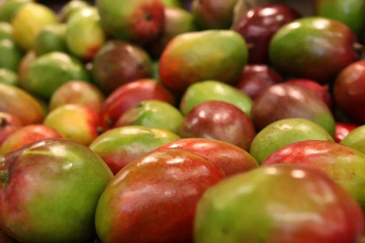 Almuñécar inicia campaña del mango 2026 anticipada por el calor - Almuñécar - Diario Costa Tropical