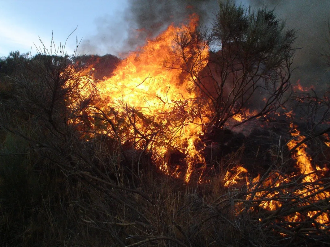 Convergencia Andaluza exige al Ayuntamiento un plan de choque contra el alto riesgo de incendios en Los Pinos-El Capricho - Almuñécar - Diario Costa Tropical
