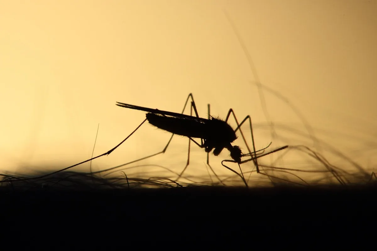 Sanidad levanta la alarma por el virus del Nilo en Salobreña - Salobreña - Diario Costa Tropical